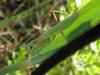 Iris oratoria